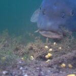 Unterwasser Karpfenangeln compilation video